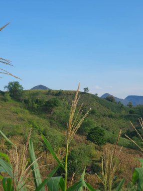 Dağlardaki mısır tarlaları