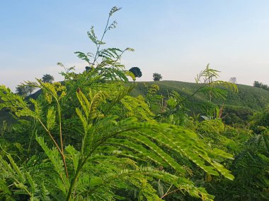 Dağlarda yeşil bitkiler 