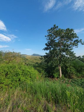 Güzel bir manzara Ağacı ve mavi gökyüzü