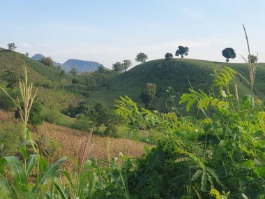 Pirinç tarlası ve dağ olan güzel bir manzara.