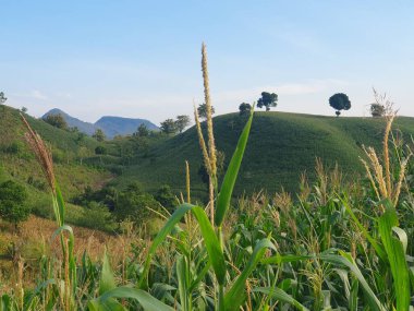 pirinç tarlaları ve yeşil çimenler