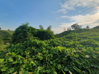 Arkasında bir dağ olan güzel bir manzara.