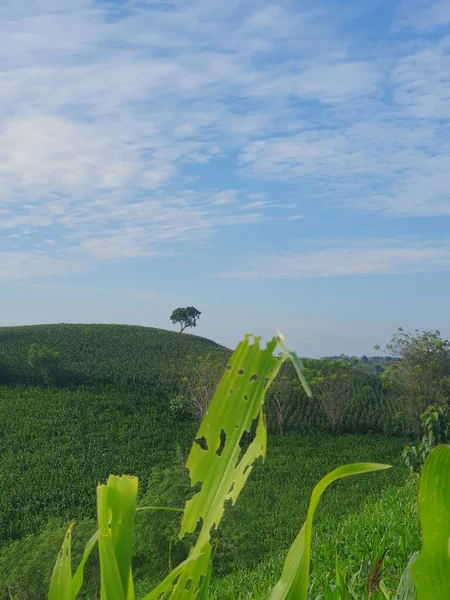 Mavi gökyüzü olan yeşil alan