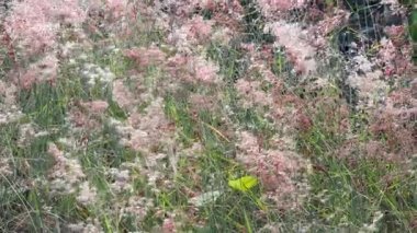 Güzel botanik fotoğrafı, doğal duvar kağıdı.