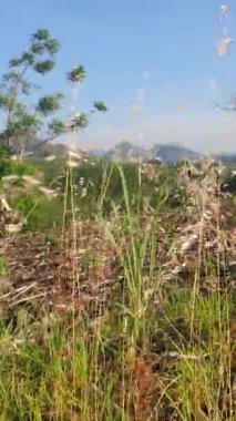 Güzel çiçeklerin manzarası