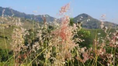 Güzel botanik fotoğrafı, doğal duvar kağıdı.