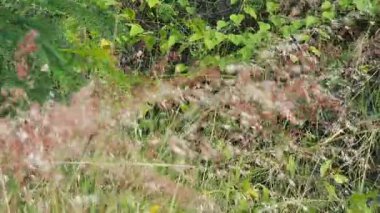 Bahçedeki güzel çiçekler