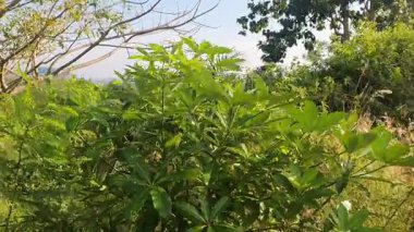 Güzel botanik fotoğrafı, doğal duvar kağıdı.