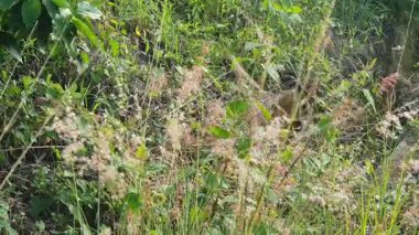 Bahçede çiçekli otlar