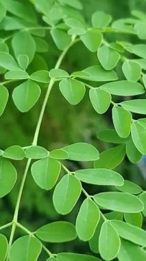 Yeşil yapraklı arka plan. Doğa.