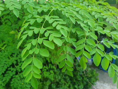 Bahçede yeşil yapraklar