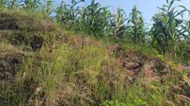 Bahçedeki yeşil bitkiler