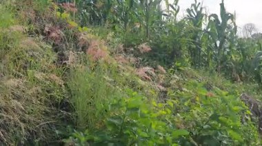 Ağacı ve tarlası olan güzel bir manzara.