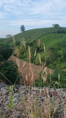 Dağlarda yeşil alan