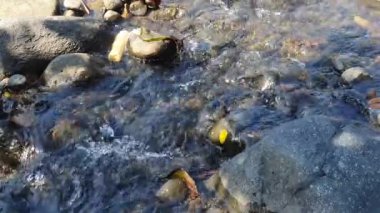 Nehirde su damlaları ve dalgalar 