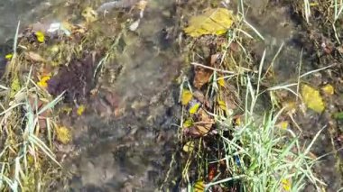 sonbahar orman ve göl