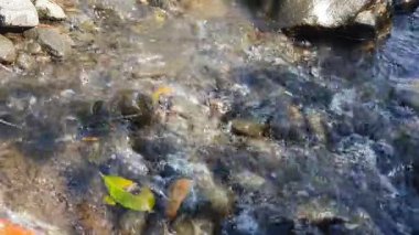 Ormanda güzel bir şelale