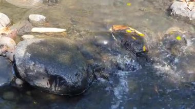 Taşlı bir nehrin yakın çekimi.