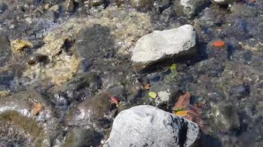 Parktaki bir nehirde su akıntısı