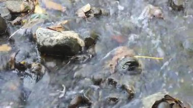 Ormanda güzel bir şelale