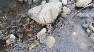 Taşlar ve nehir suyun üzerinde