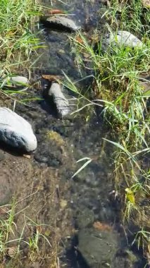 Ormandaki su akıntısı.