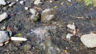 Ormanda küçük bir nehir.