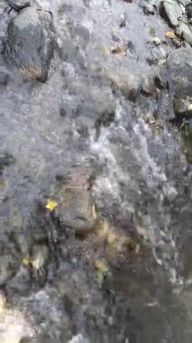 Güzel dağ şelale orman