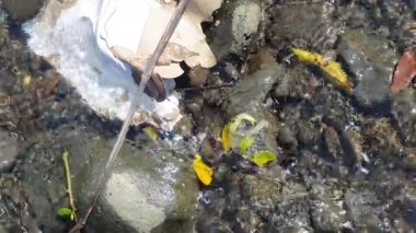 Ormanda güzel bir şelale.