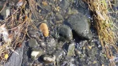 Bir Dirktouon 'un yakın plan çekimi.