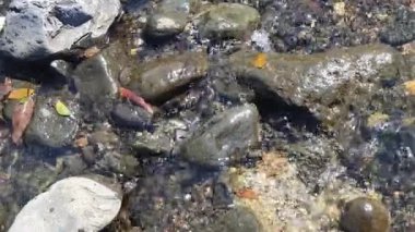 Lezzetli taze yiyeceklerin yakın görüntüsü