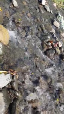 ormandaki nehir akarsu