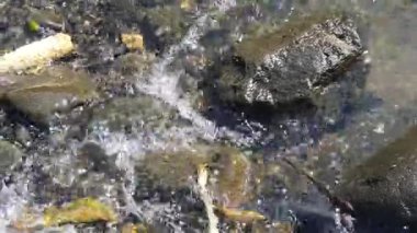 Ormandaki güzel dağ nehri