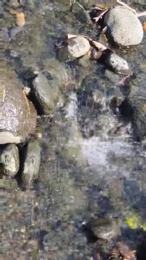 Bir dağdaki su akıntısı