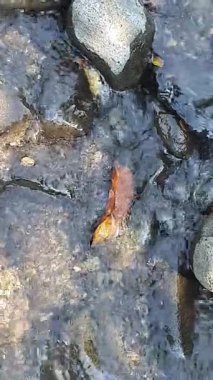 Kayalar arasında akan nehir suyu