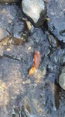 Ormanda güzel bir şelale