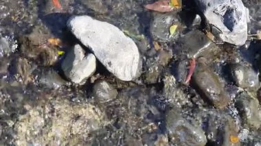 Yeşil yapraklara yakın. 