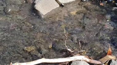 Ormandaki bir ağaç gövdesinin yakın çekimi.