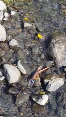 Nehir orman içinde taş olan