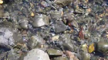 Su akar ve yeşil yapraklar 