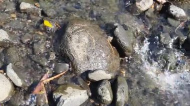 Ormanda akan su akıntısı