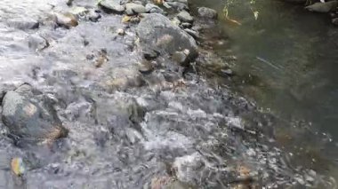 Ormandaki nehrin güzel manzarası