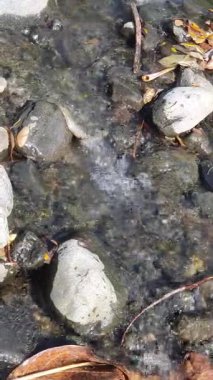 ormandaki su damlaları