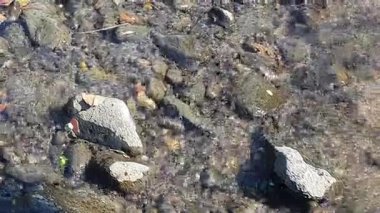 Nehirdeki taşlar, doğa bitki örtüsü.