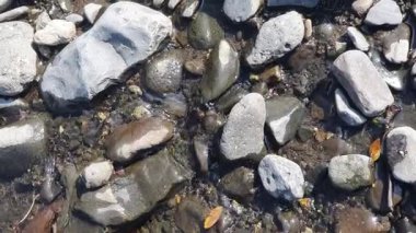 Deniz taşları ve su