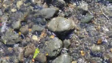 Sudaki deniz taşları