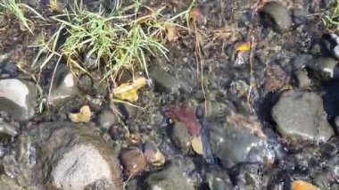 Ormanda güzel bir şelale