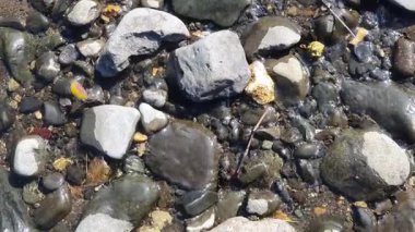 nehir taşları suda