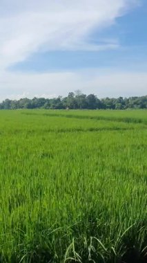 Bulutlu yeşil pirinç tarlası