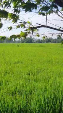 Sabah yeşil pirinç tarlası